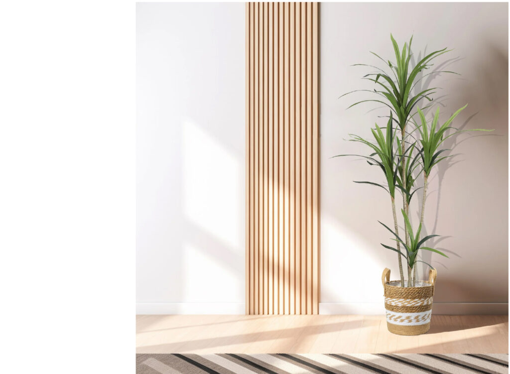 עץ-יוקה-ענק-180