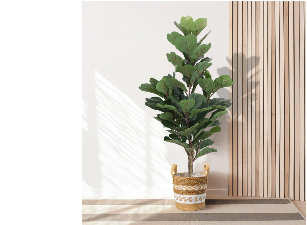 עץ-פיקוס-כינורי-150